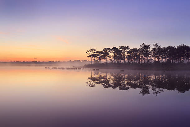 istock The Morning mist cover tree at reservoir 535194859
