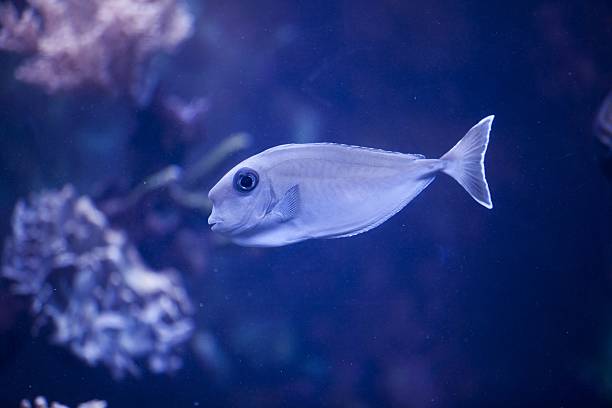 istock Fish in an aquarium with a coral reef 535195551