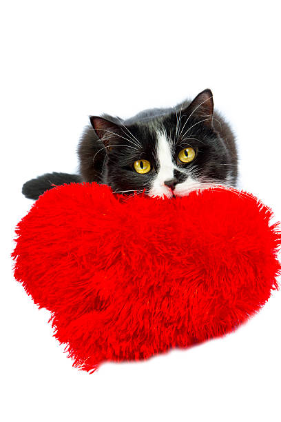 istock black and white cat with a red heart pillow 535195667