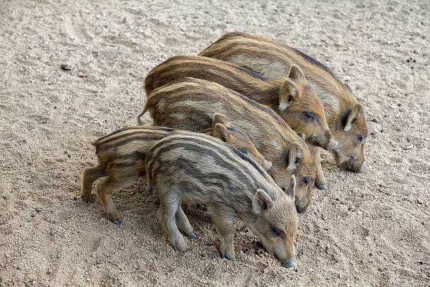 istock Wild boar family 535195747