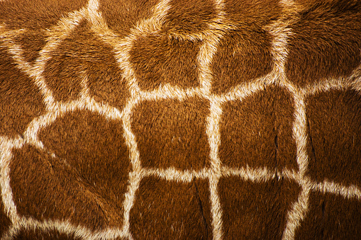 Reticulated giraffe close up of the skin for use as a textured background.