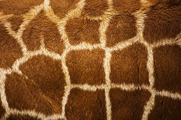 Photo of Reticulated giraffe skin