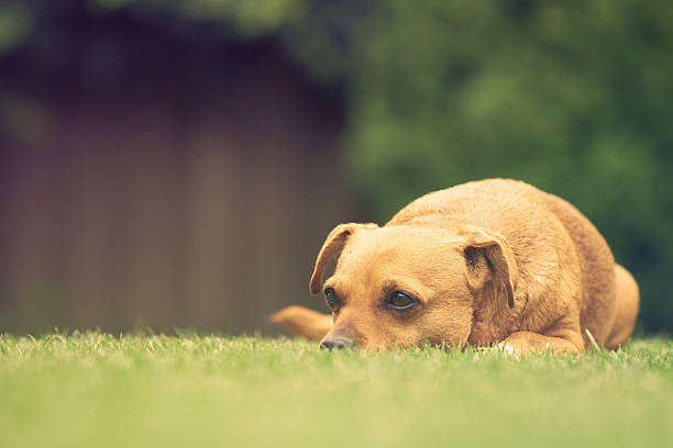 istock Cute dog on the grass 535195851