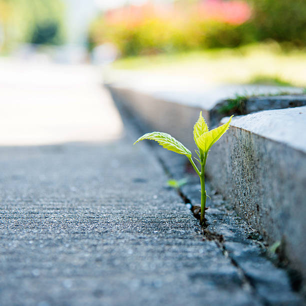 istock growing out of concrete 535195881