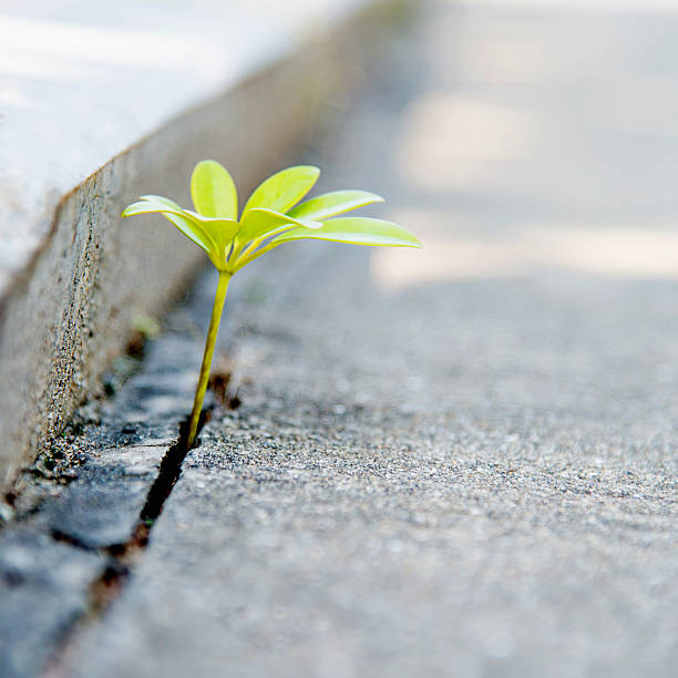 istock growing out of concrete 535195883