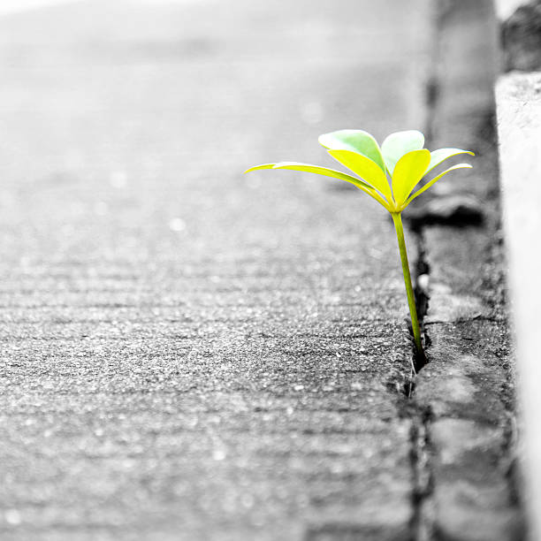 istock growing out of concrete 535195887