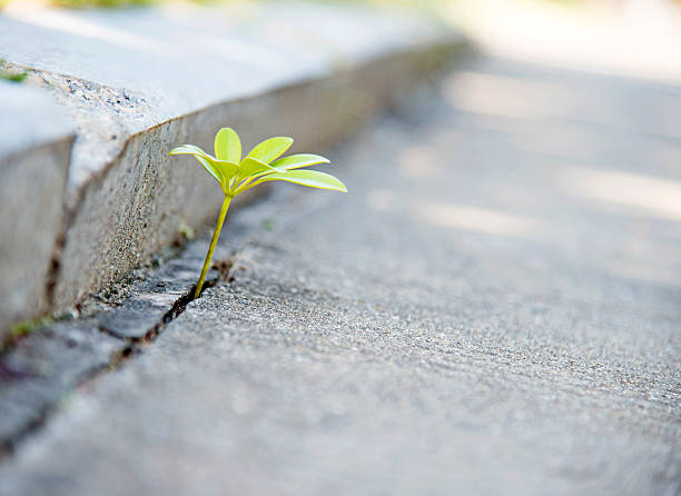 istock growing out of concrete 535195893