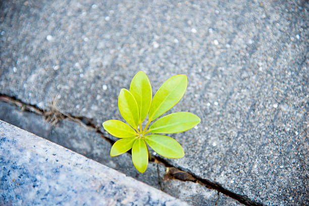 istock growing out of concrete 535195931