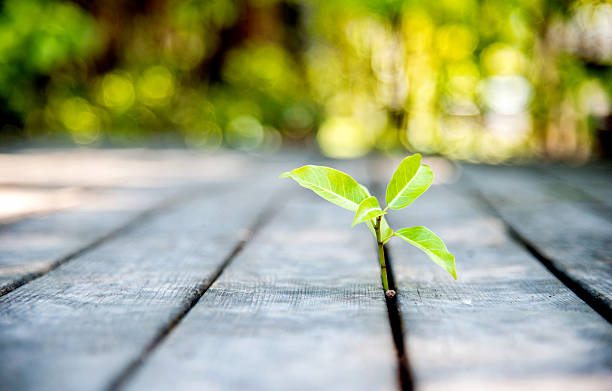 istock new life come from wood plan 535195937