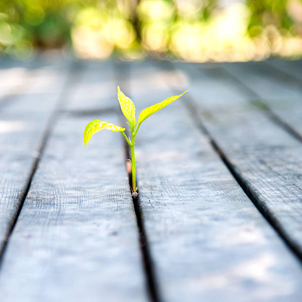 istock new life come from wood plan 535195939