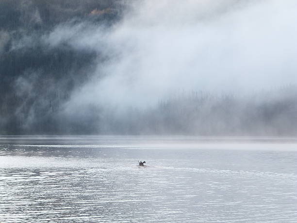 istock Bull moose crossing a lake 535196117