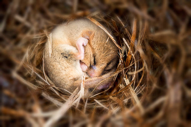 hibernating dormouse hibernating dormouse on bed of leaves hibernation stock pictures, royalty-free photos & images