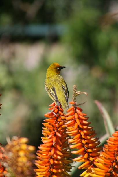 istock Yellow weaver bird on an aloe plant 535196713