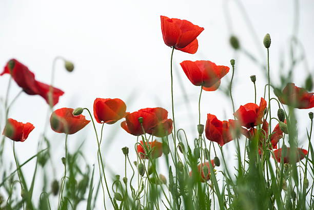 red poppies - poppy field remembrance day flower - fotografias e filmes do acervo