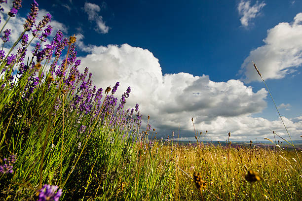 istock lavender flowers field with blue sky and big white clouds 535196829