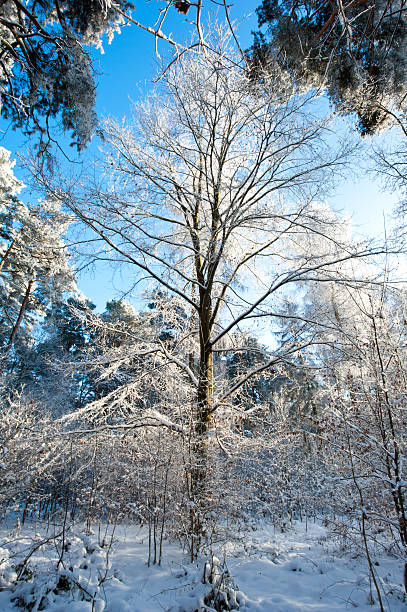 istock Beautiful winter landscape with snow covered trees 535196879
