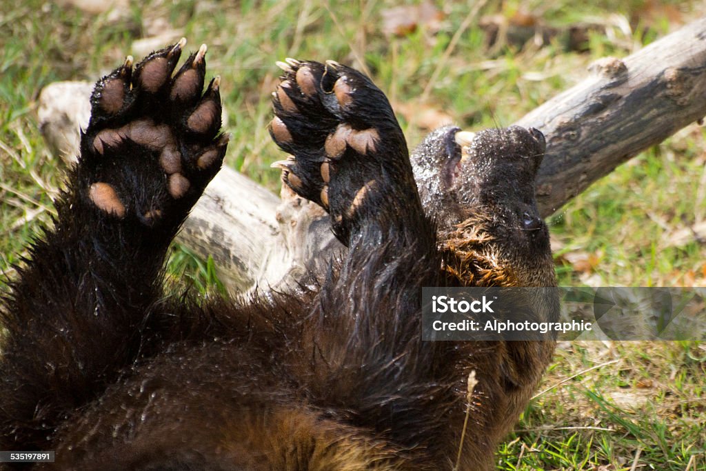 Wolverine Stock Photo - Download Image Now - Wolverine - Weasel Family, Paw,  2015 - iStock