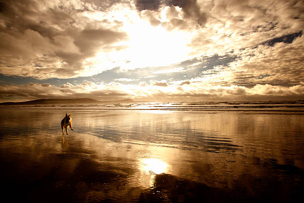 istock dog running on beach at sunset 535197927