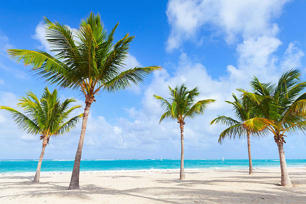 istock Palm trees grow on empty beach with white sand 535197991