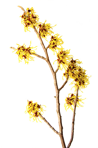 blooming branch of witch hazel (Hamamelis) isolated in front of white background