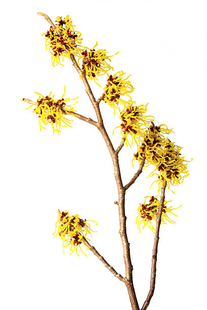 Witch hazel (Hamamelis) stock photo