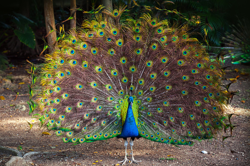 Wild Peacock goes in dark tropical forest with Feathers Out