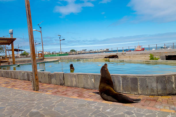 istock sea lion in san cristobal galapagos islands 535200029