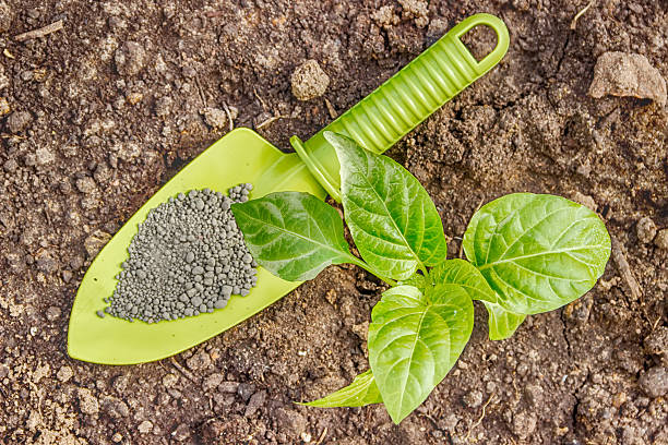 plants de poivron ensemencé jardin pelle les granulés - fertilizer nitrogen potassium particle photos et images de collection