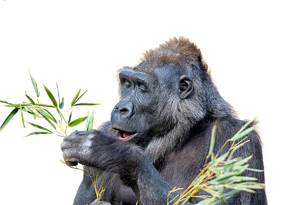 gorila restaurantes de follaje - gorilla endangered species large isolated fotografías e imágenes de stock