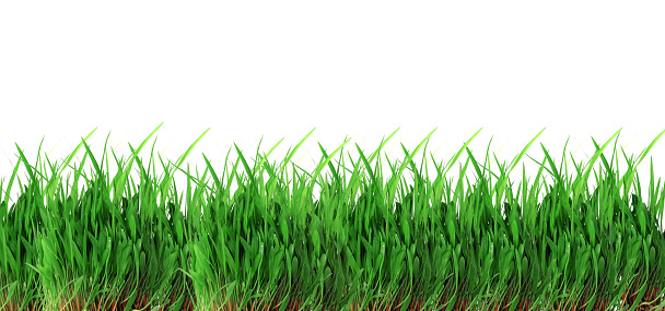 green grass on a white background