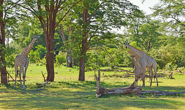 istock Wild Giraffes in Zambia 535218326