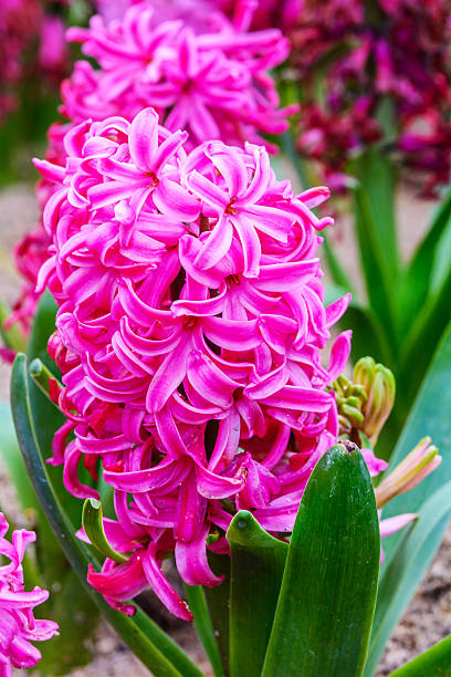 istock Pink hyacinths flower. 535218895