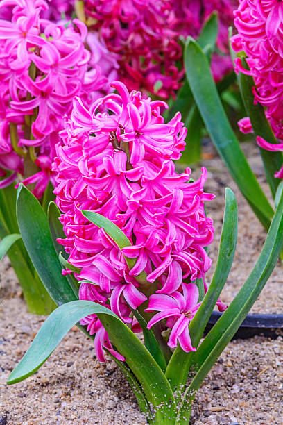 istock Pink hyacinths flower. 535218903