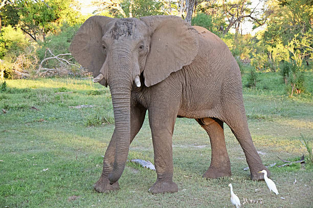 istock Wild Elephant in Zambia 535219078