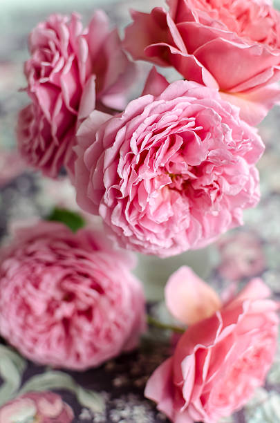istock Pink English Roses 535219095
