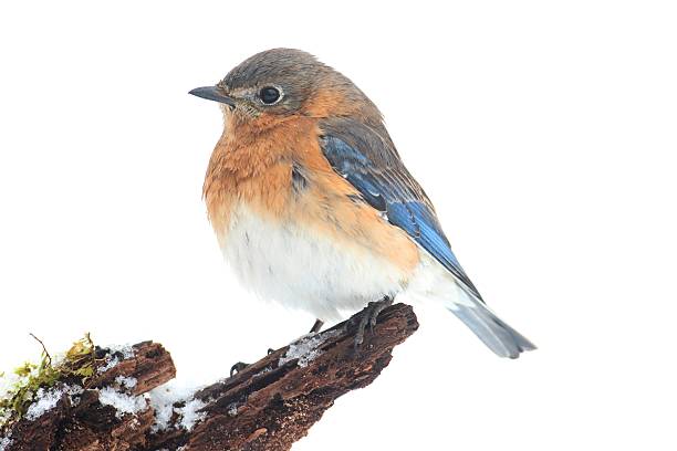 istock Female Eastern Bluebird in Snow 535220111