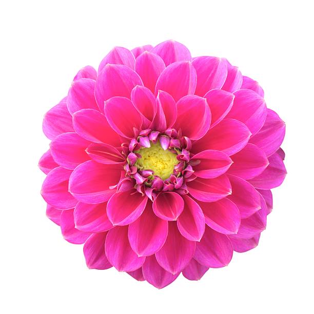 istock Pink Dahlia Isolated 535220613