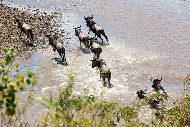 istock Great wildebeest migration in Kenya 535221779