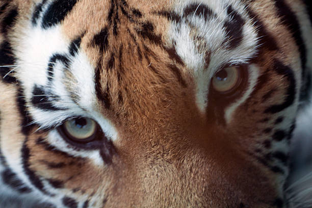 istock Eye of the tiger 535222299