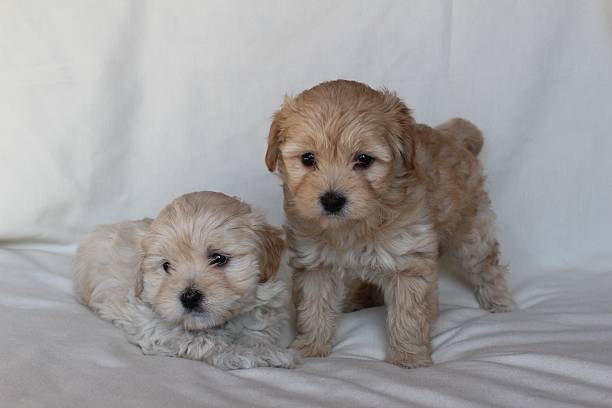 istock Two Blonde Puppies 535223139