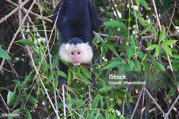 Whats Up Stock Photo - Download Image Now - 2015, Capuchin Monkey, Cebidae