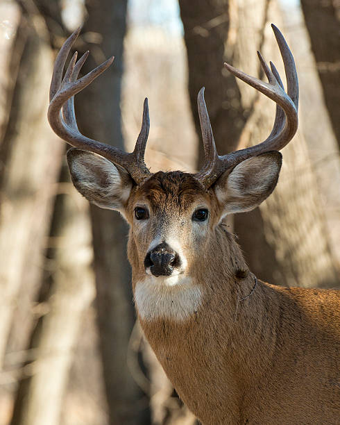 Big Buck stock photo