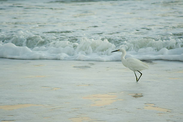 Snowy Egret in Surf stock photo