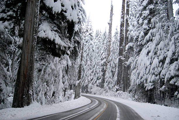 istock Snow-laden trees in a Mount Rainier forest 535226217