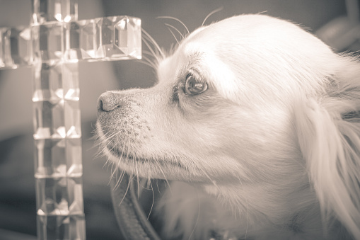A profile shot of a white chihuahua and a glass cross