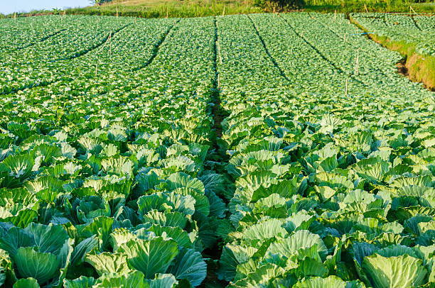 istock Landscape view of growing cabbage field 535226815