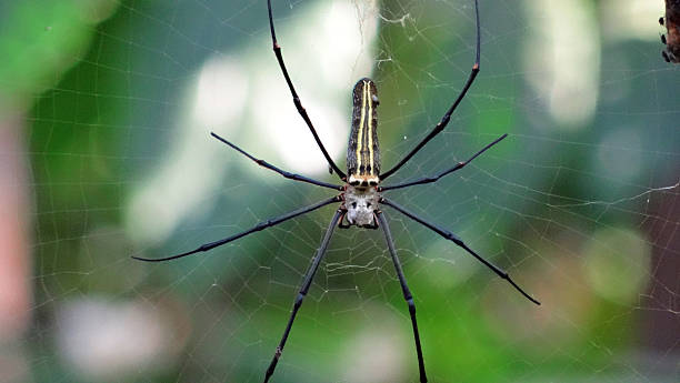 istock Female Golden Web Spider or Nephila pilipes 535226863