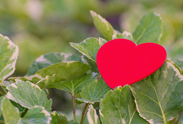istock Red heart on green leaf with nature background 535228071