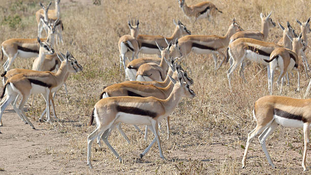 istock Herd of walking Thomson's gazelles 535228319