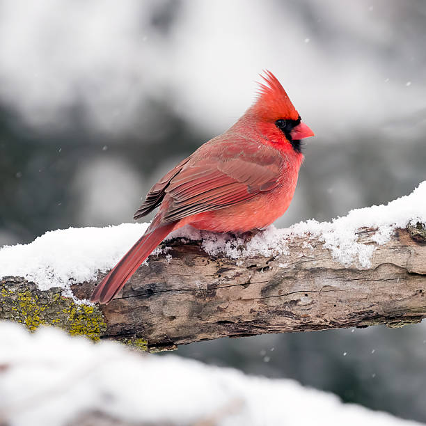 istock Male Cardinal In The Snow 535228623